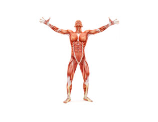 male musculoskeletal system looking upward 2021 08 26 18 50 01 utc