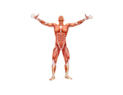male musculoskeletal system looking upward 2021 08 26 18 50 01 utc