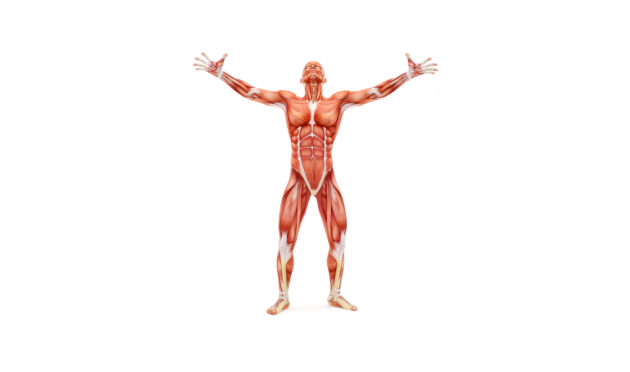 male musculoskeletal system looking upward 2021 08 26 18 50 01 utc